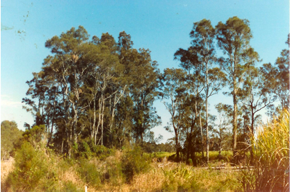 Shea oak Trees, Goodwood Island, 1987
